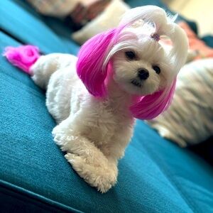 Meet your Posher, Coley!